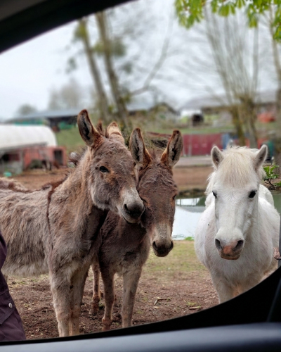 Ani-u-Stefan-Heckenaschbacherhof-